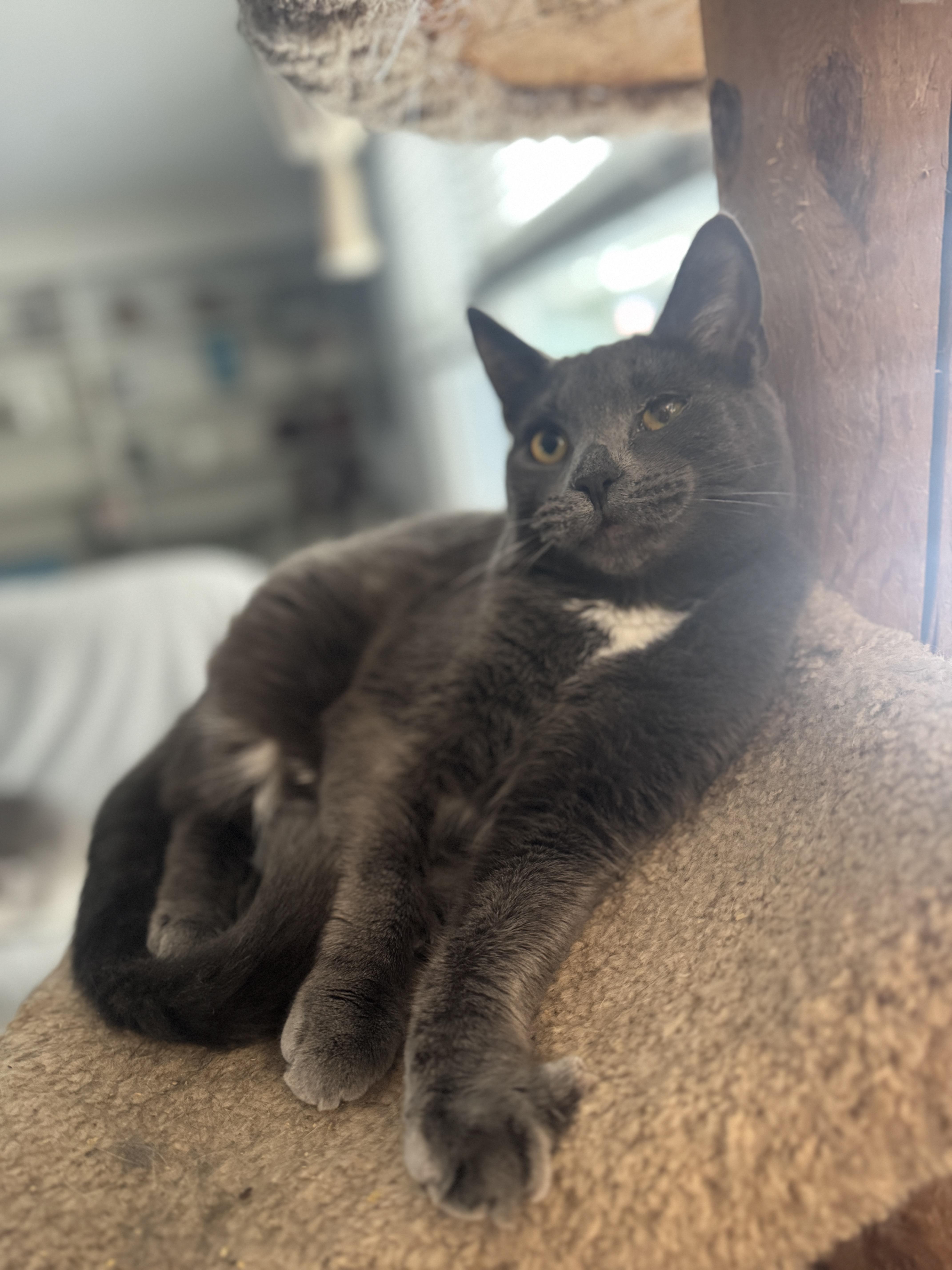 Enlarge Weezer, a Adoptable American Shorthair in Massillon, OH image 1/3