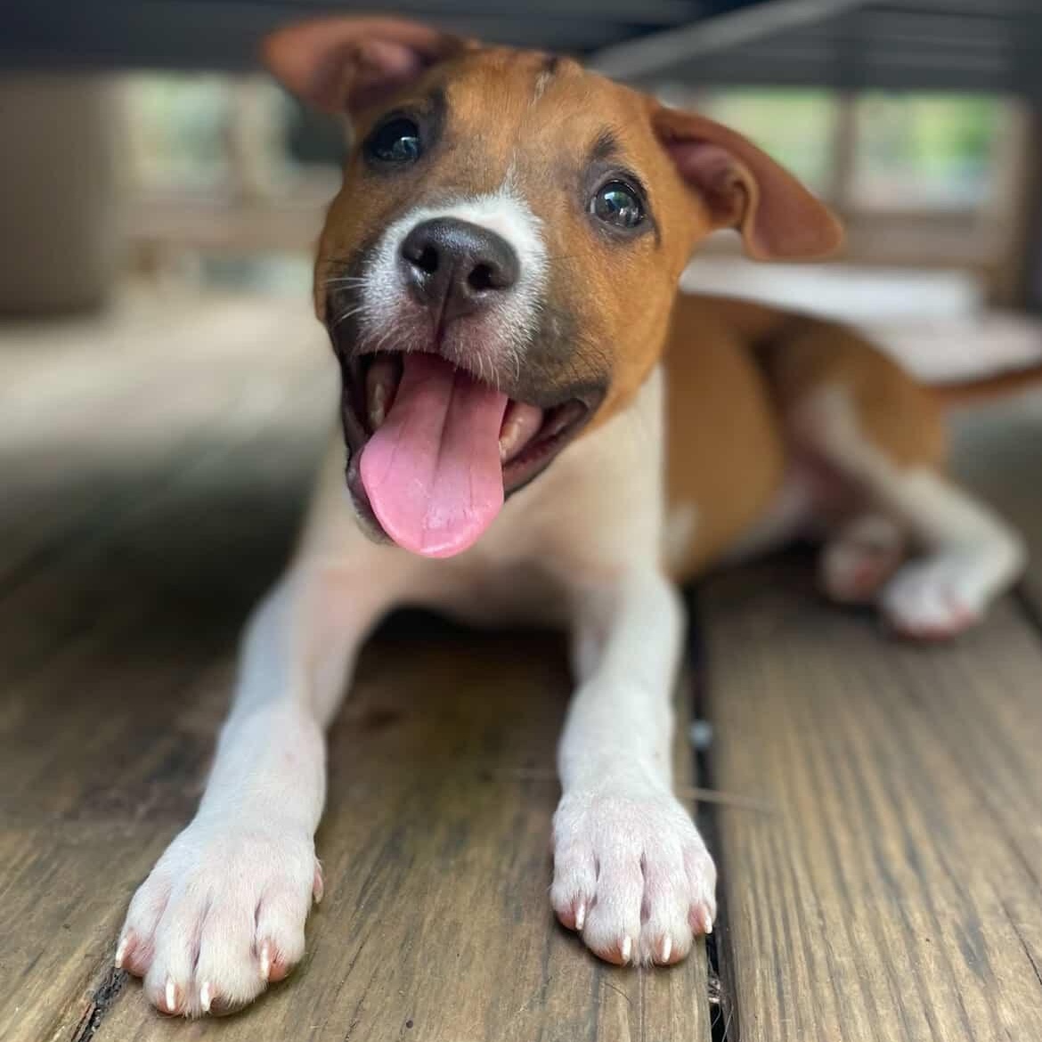Enlarge Shirley, a Adoptable mixed breed in Rock Hill, SC image 2/6