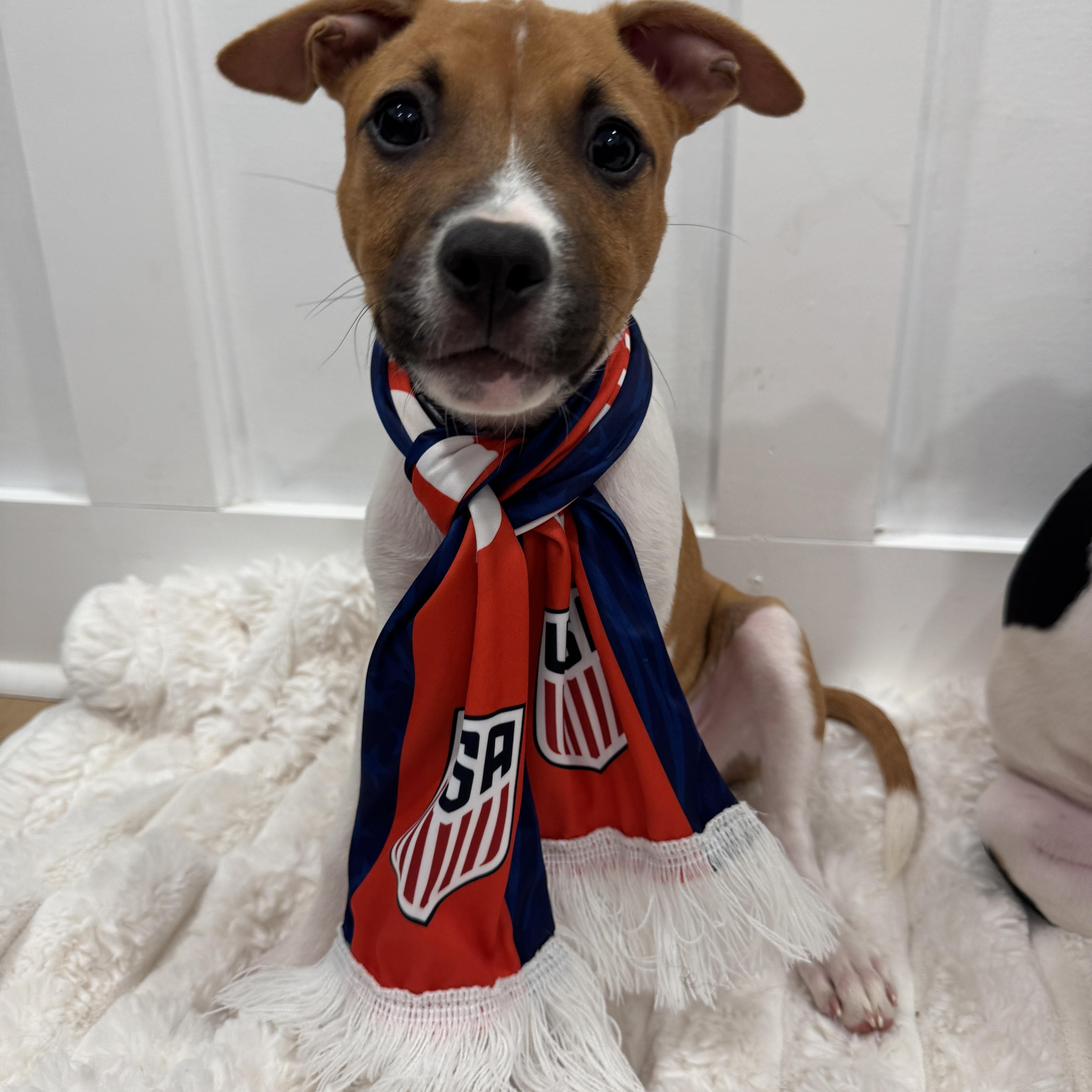 Enlarge Shirley, a Adoptable mixed breed in Rock Hill, SC image 4/6