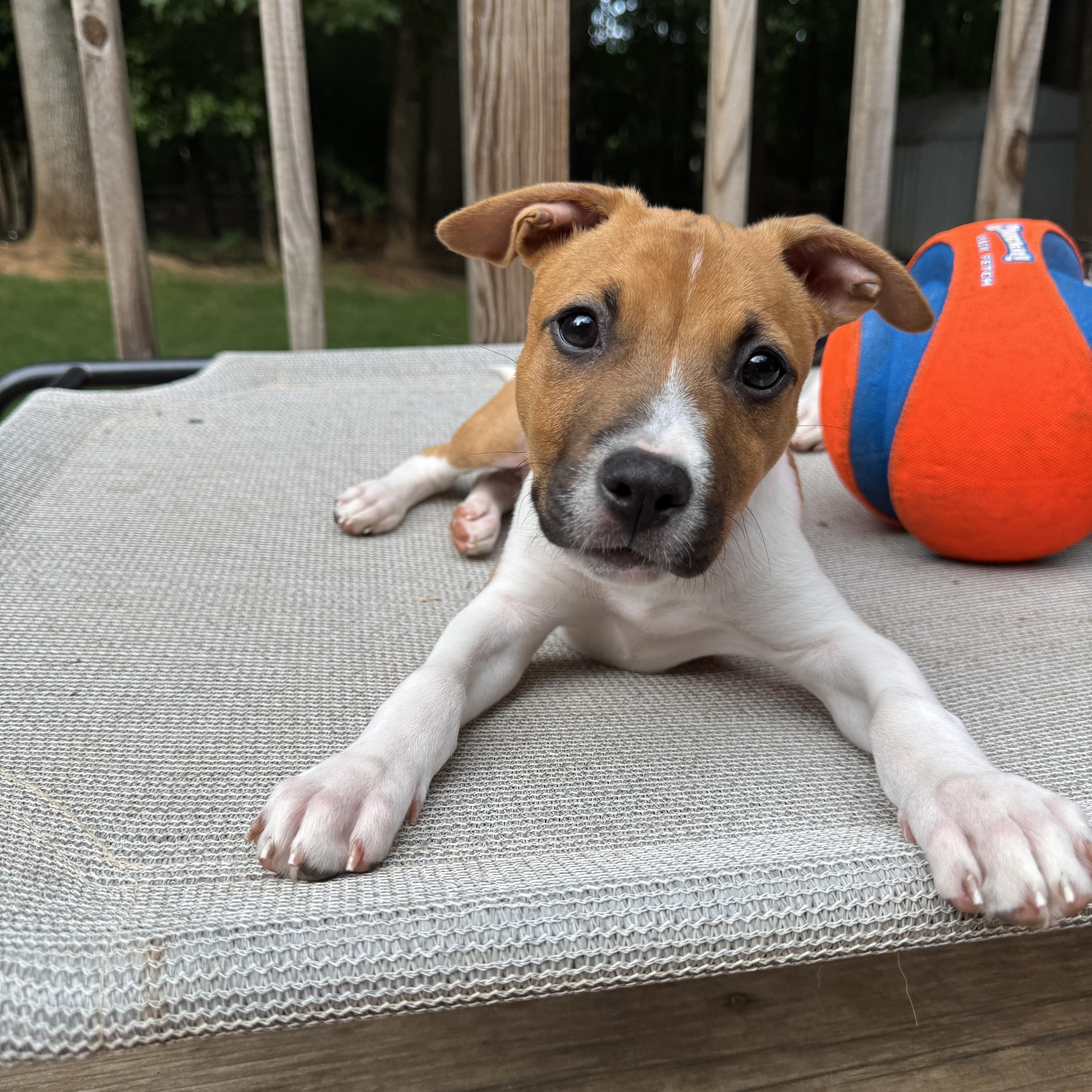 Enlarge Shirley, a Adoptable mixed breed in Rock Hill, SC image 5/6