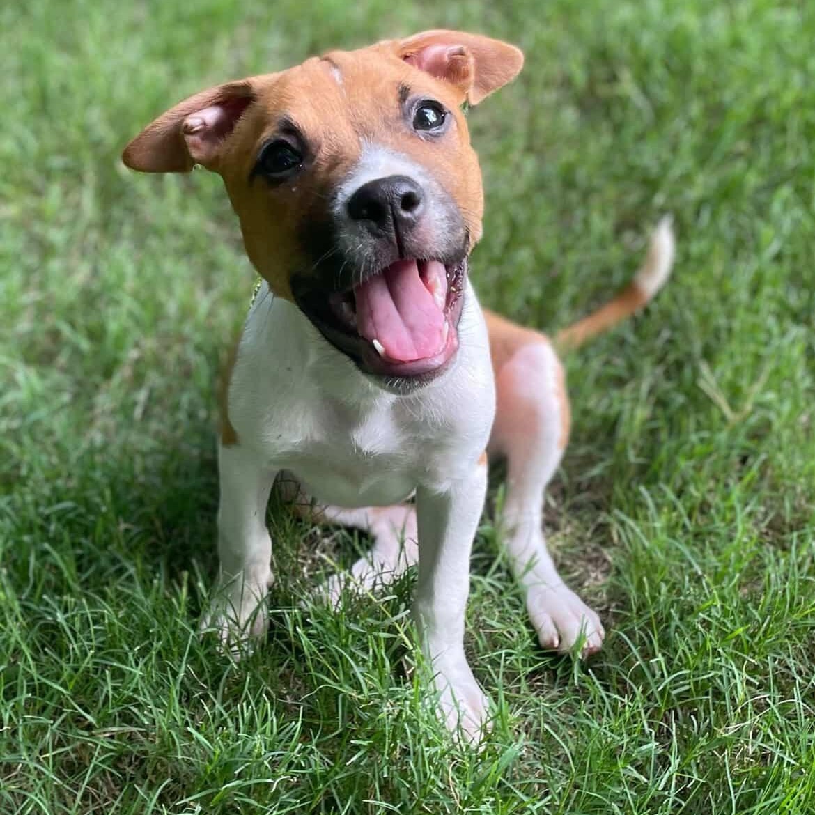 Enlarge Shirley, a Adoptable mixed breed in Rock Hill, SC image 1/6