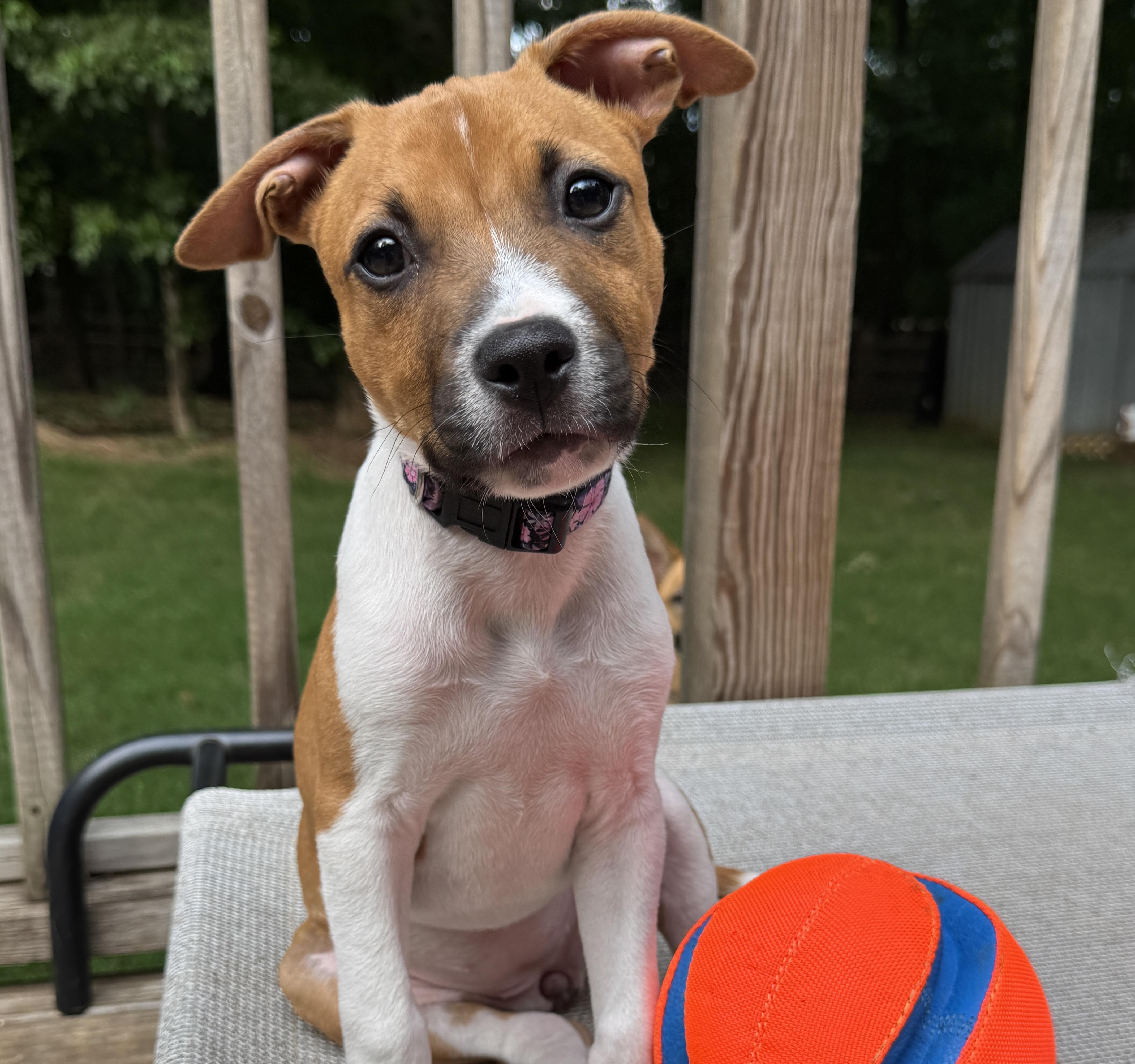 Enlarge Shirley, a Adoptable mixed breed in Rock Hill, SC image 6/6