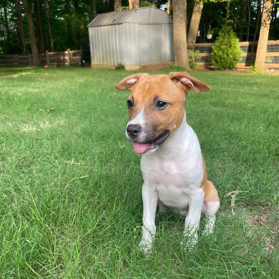 Enlarge Shirley, a Adoptable mixed breed in Rock Hill, SC image 3/6