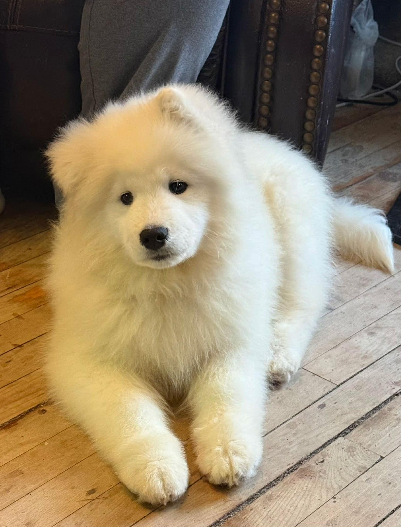 Enlarge Sitka, a ADOPTABLE Samoyed in Brunswick, ME image 2/2