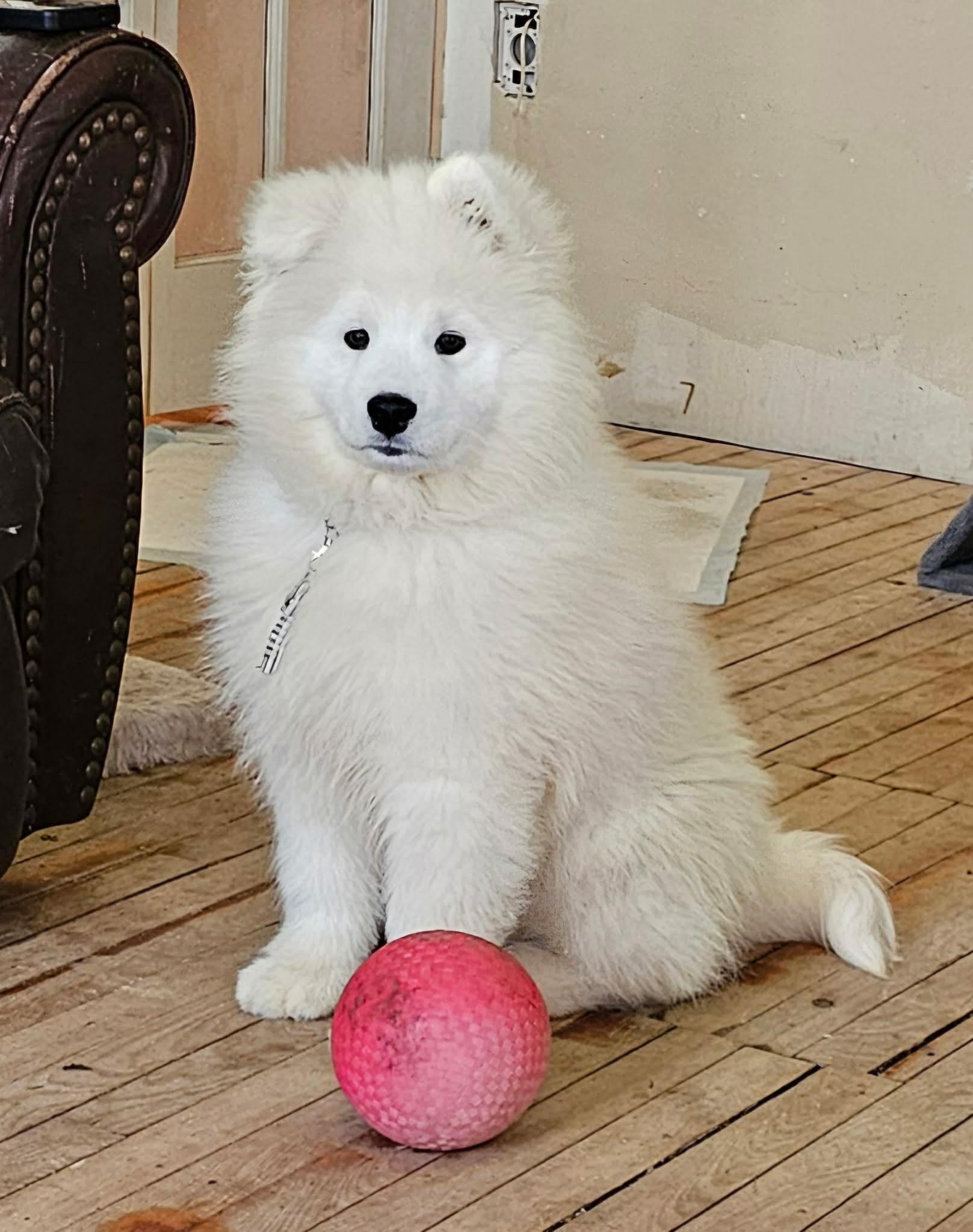 Enlarge Sitka, a ADOPTABLE Samoyed in Brunswick, ME image 1/2