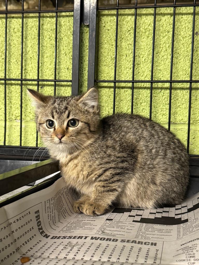 Enlarge Gingerbread, a Adoptable mixed breed in Shelbyville, TN image 1/1