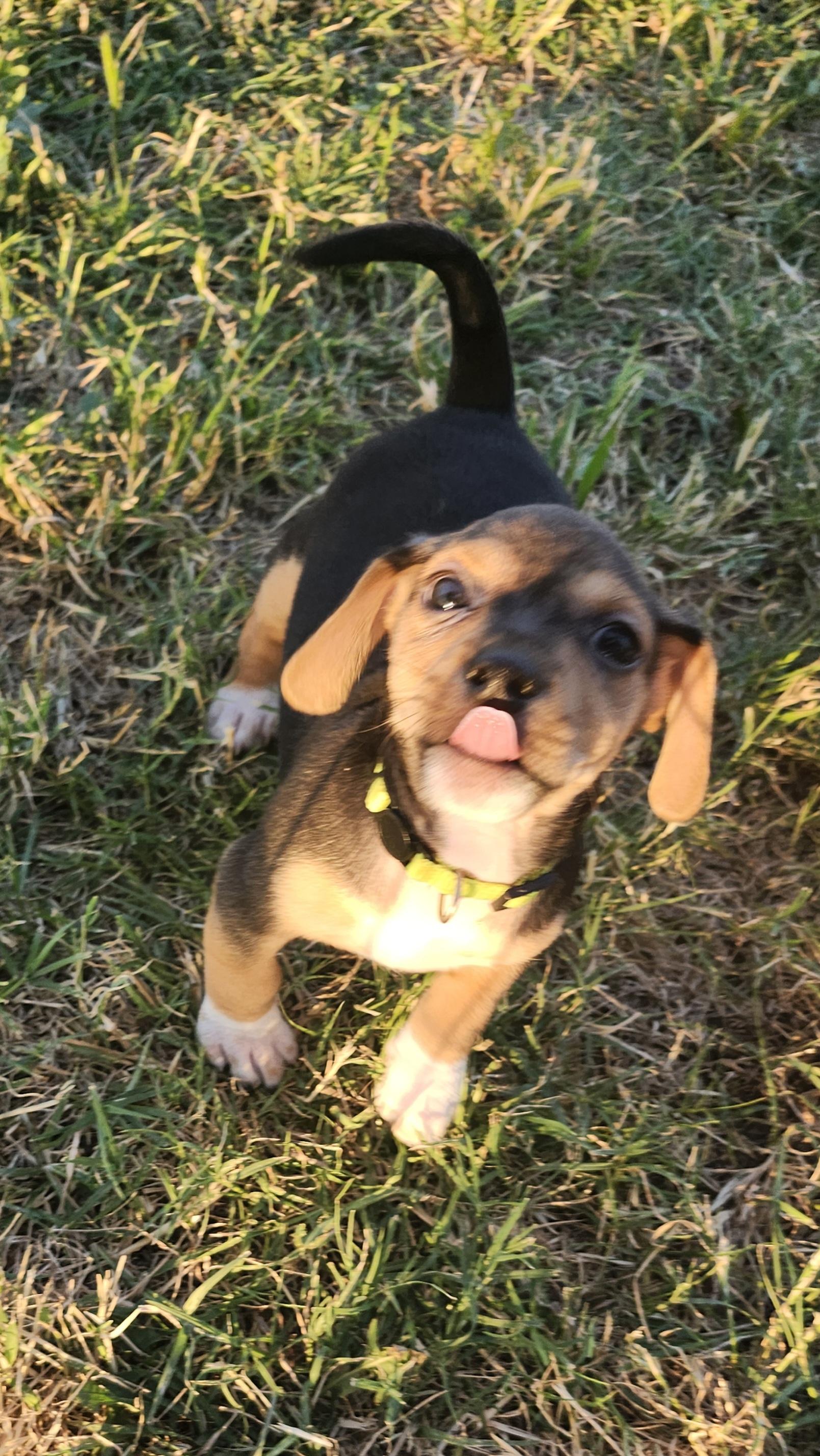 Rio, an adopted mixed breed in Tuttle, OK image 1/4
