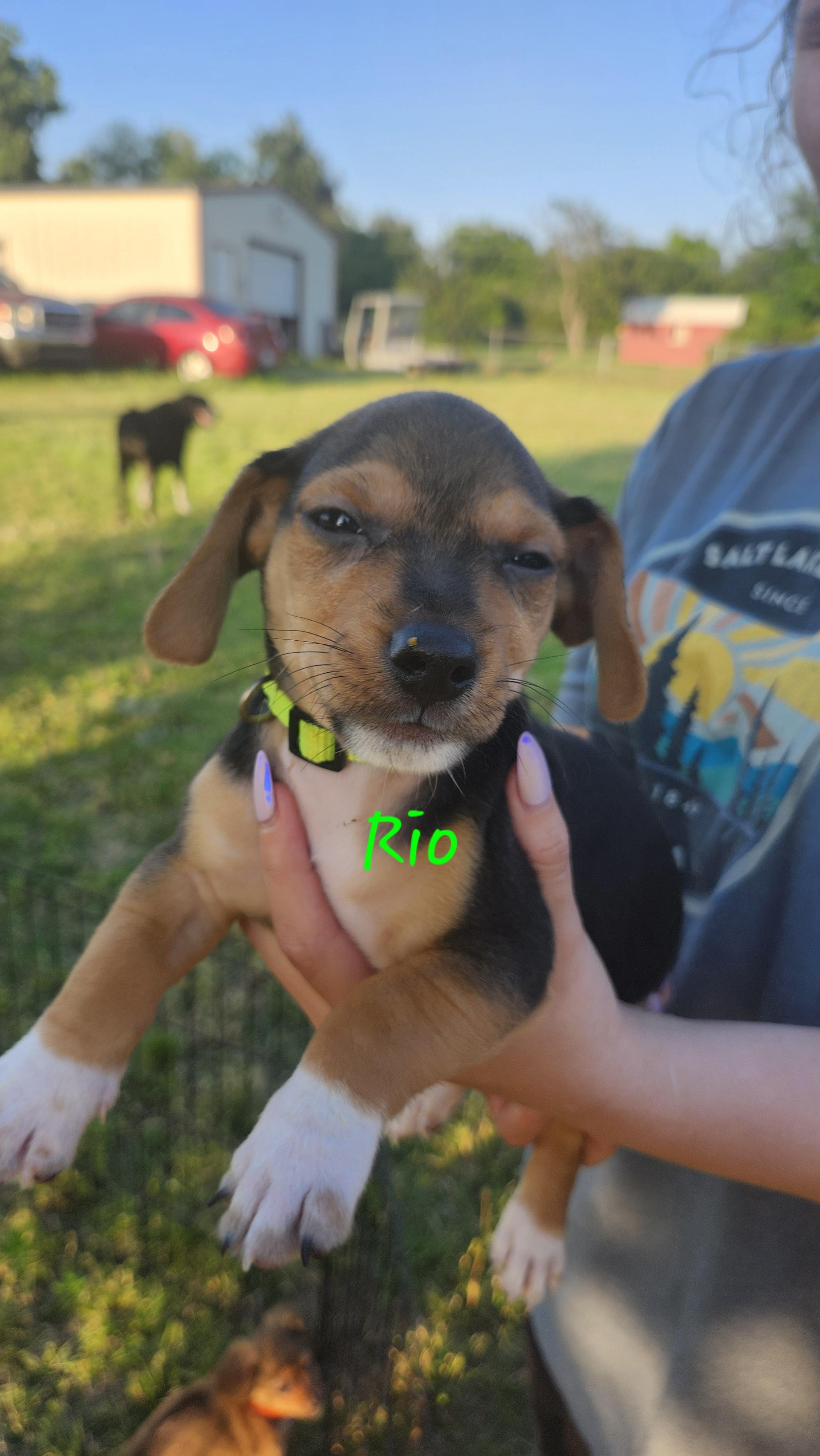 Rio, an adopted mixed breed in Tuttle, OK image 4/4