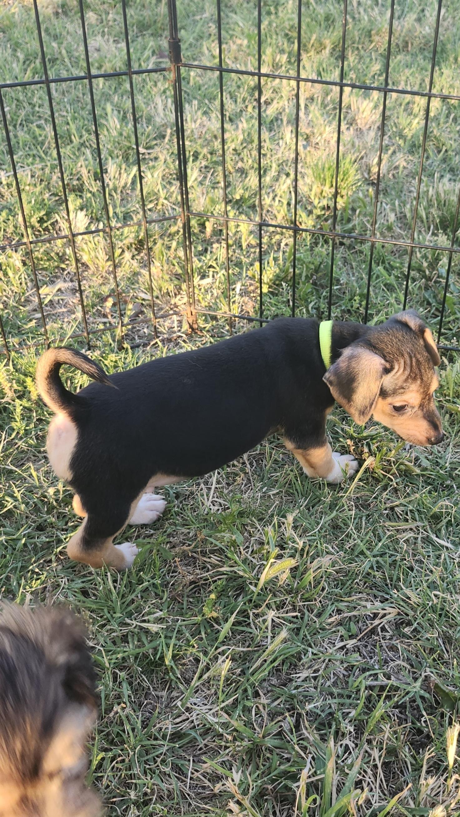 Rio, an adopted mixed breed in Tuttle, OK image 2/4