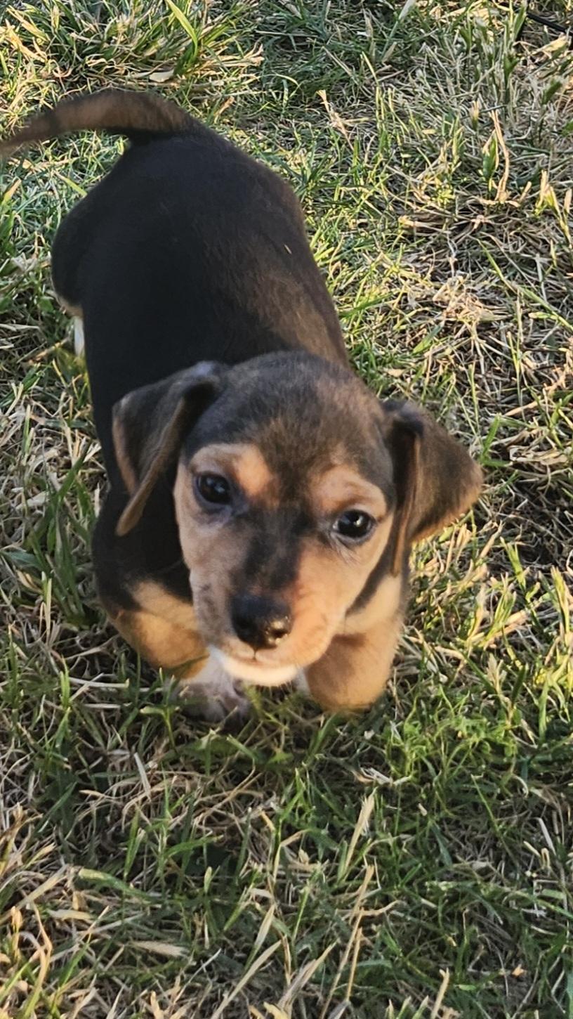Rio, an adopted mixed breed in Tuttle, OK image 3/4