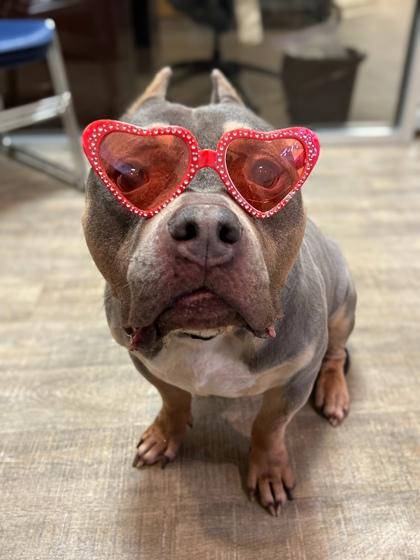 Rowan, Adoptable, Adult Male American Staffordshire Terrier & Mixed Breed.