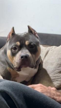 Rowan, Adoptable, Adult Male American Staffordshire Terrier & Mixed Breed.
