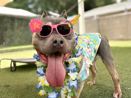 Rowan, a Adoptable mixed breed in Gainesville, FL image 3/3
