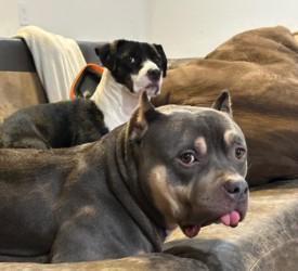 Rowan, a Adoptable mixed breed in Gainesville, FL image 3/3