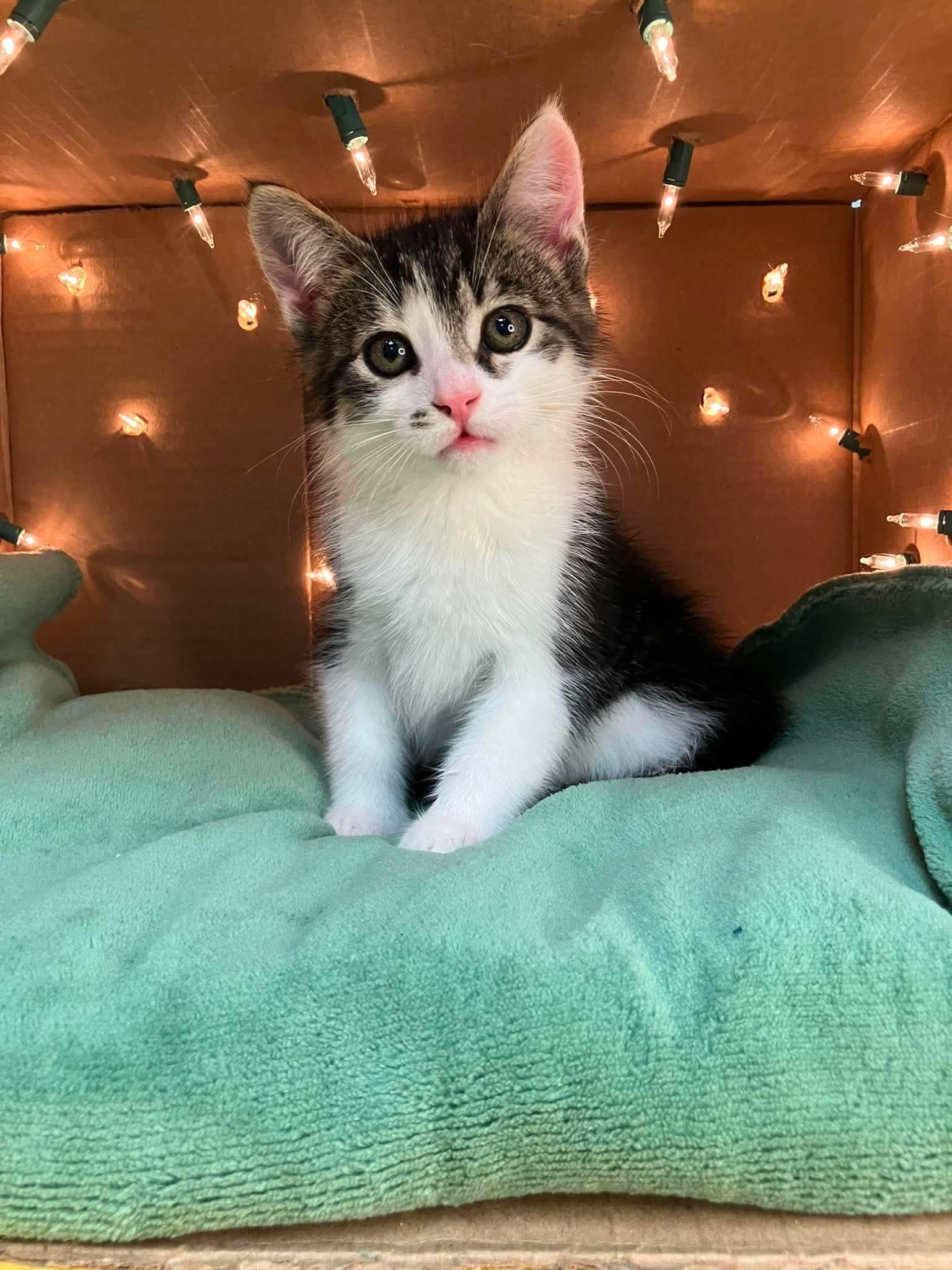 Archie - Playful kitten fun, a Adoptable Domestic Long Hair in Hales Corners, WI image 4/6