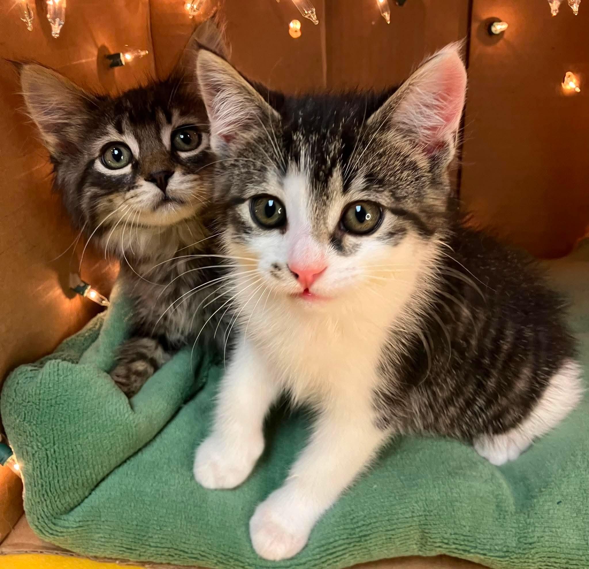 Archie - Playful kitten fun, a Adoptable Domestic Long Hair in Hales Corners, WI image 6/6