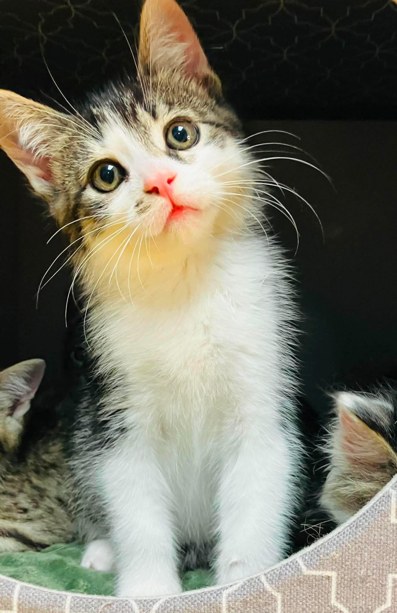 Archie - Playful kitten fun, a Adoptable Domestic Long Hair in Hales Corners, WI image 3/6