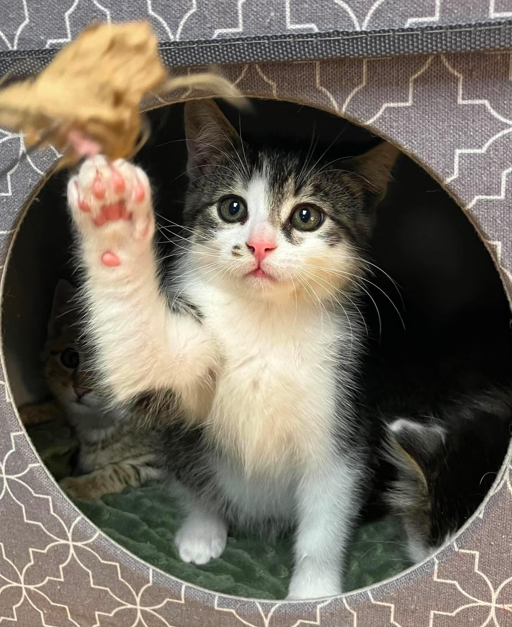 Archie - Playful kitten fun, a Adoptable Domestic Long Hair in Hales Corners, WI image 2/6