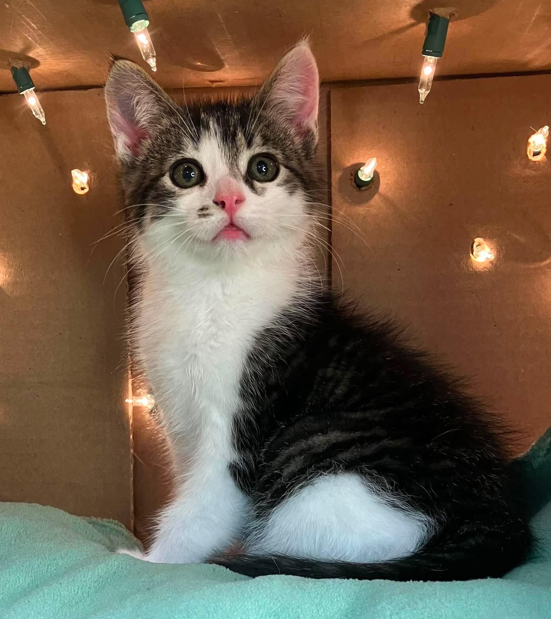 Archie - Playful kitten fun, Adoptable, Kitten Male Domestic Long Hair.