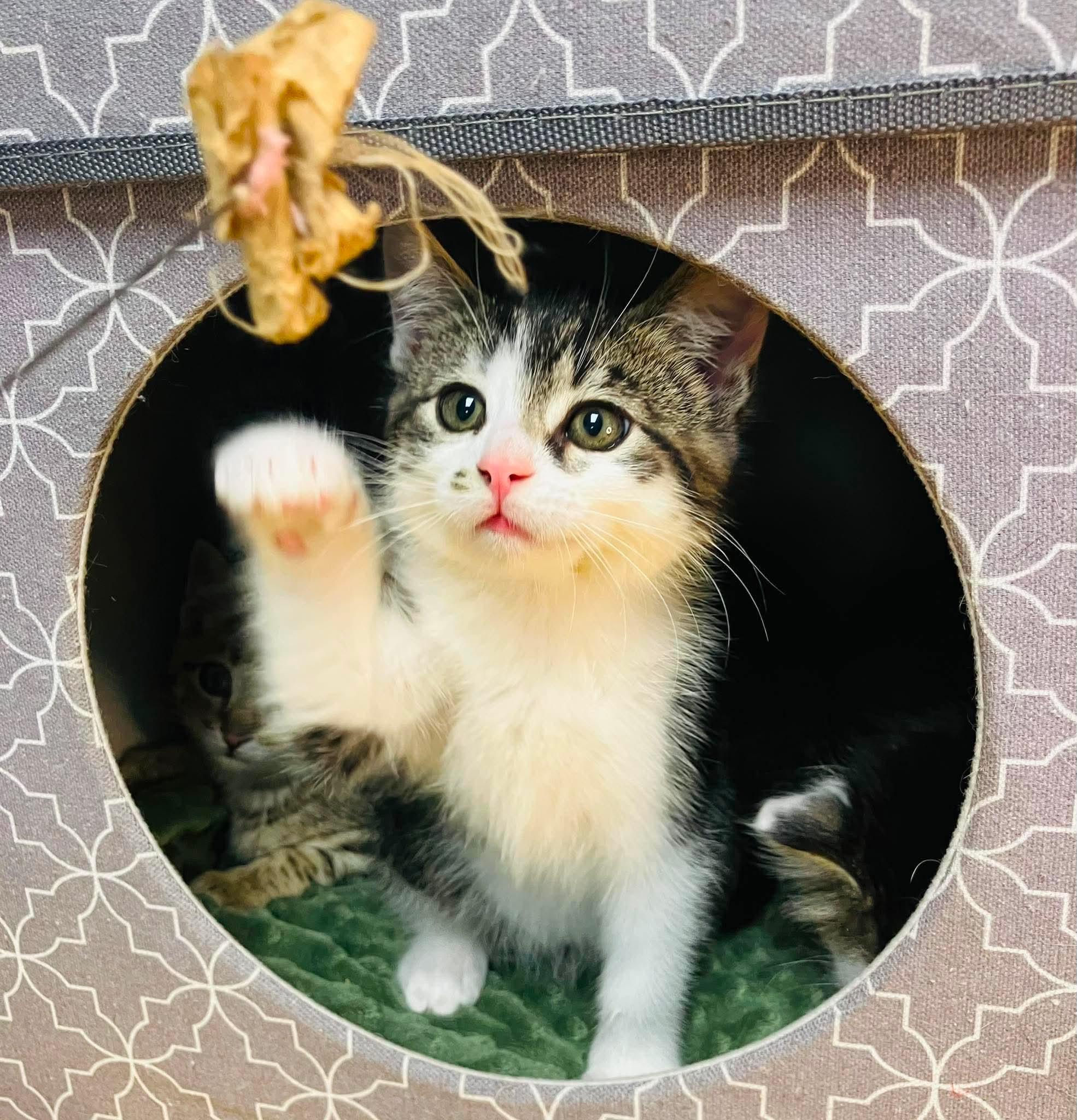 Archie - Playful kitten fun, a Adoptable Domestic Long Hair in Hales Corners, WI image 5/6