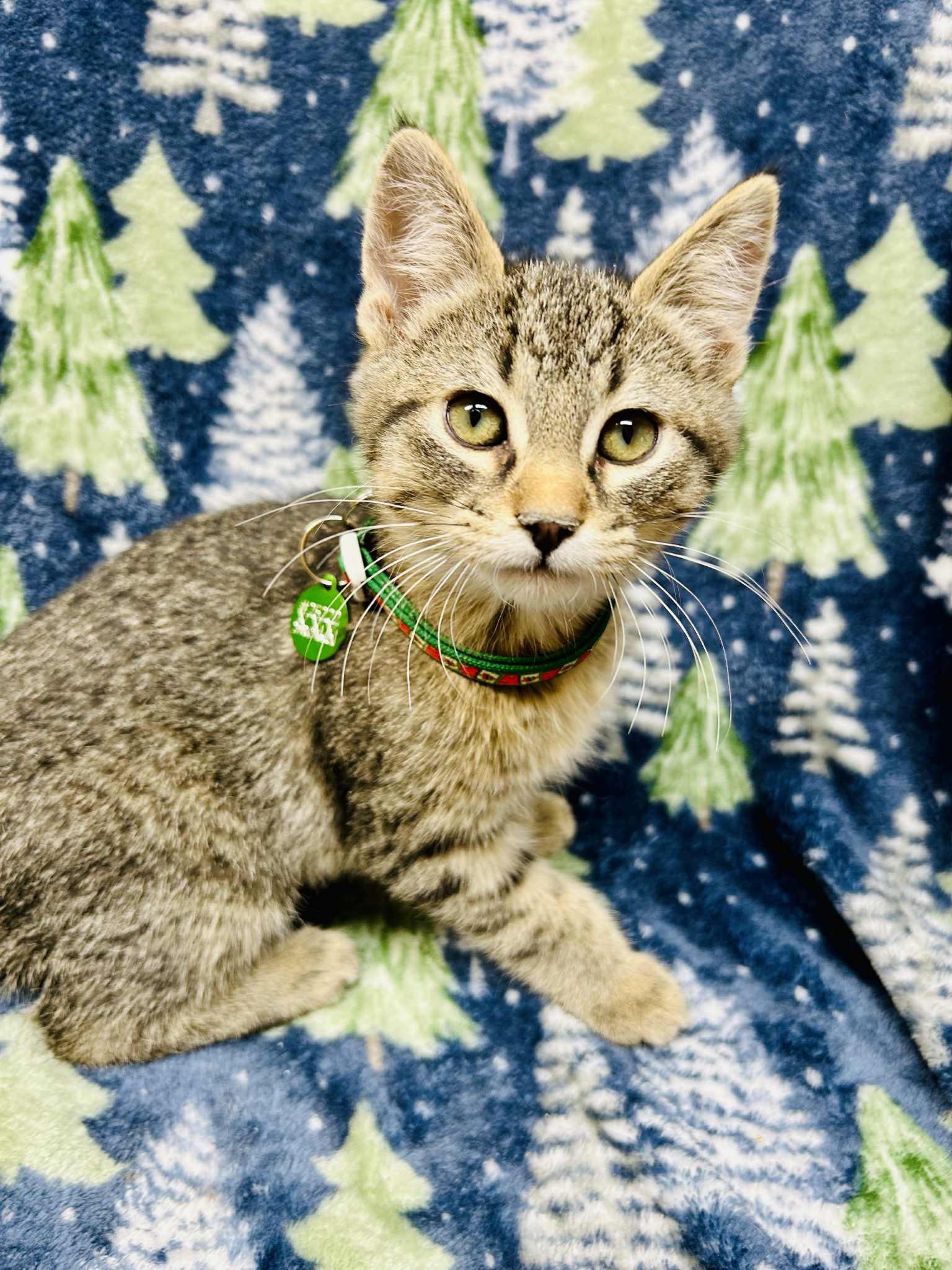 Enlarge Blitzan , a ADOPTABLE Domestic Short Hair in Alexandria, MN image 3/3