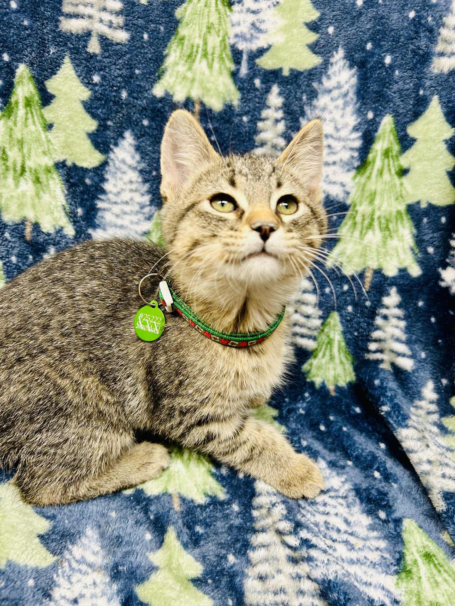Enlarge Blitzan , a ADOPTABLE Domestic Short Hair in Alexandria, MN image 2/3