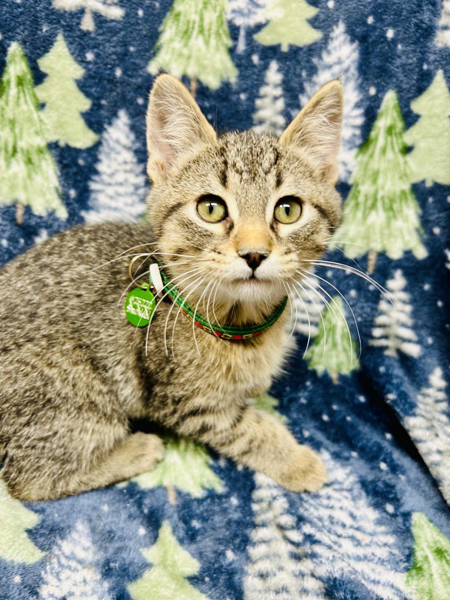 Blitzan , ADOPTABLE, Young Male Domestic Short Hair.