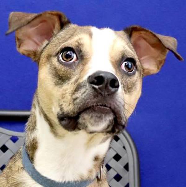 Katara, a Adoptable mixed breed in Midland, TX image 2/6