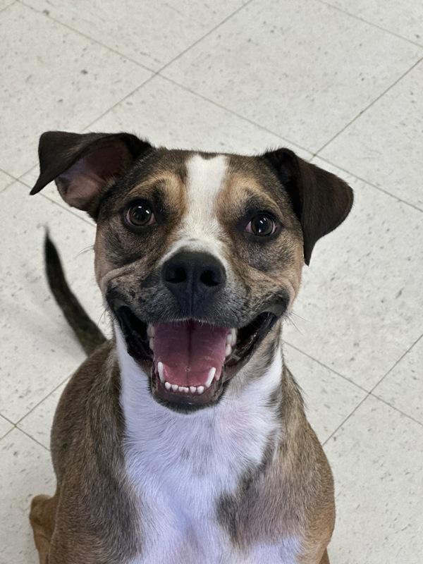 Katara, a Adoptable mixed breed in Midland, TX image 4/6