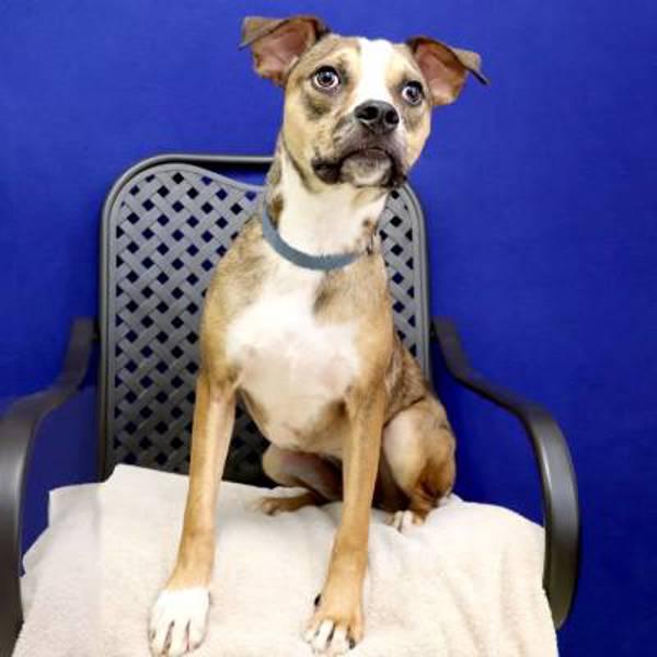 Katara, a Adoptable mixed breed in Midland, TX image 6/6