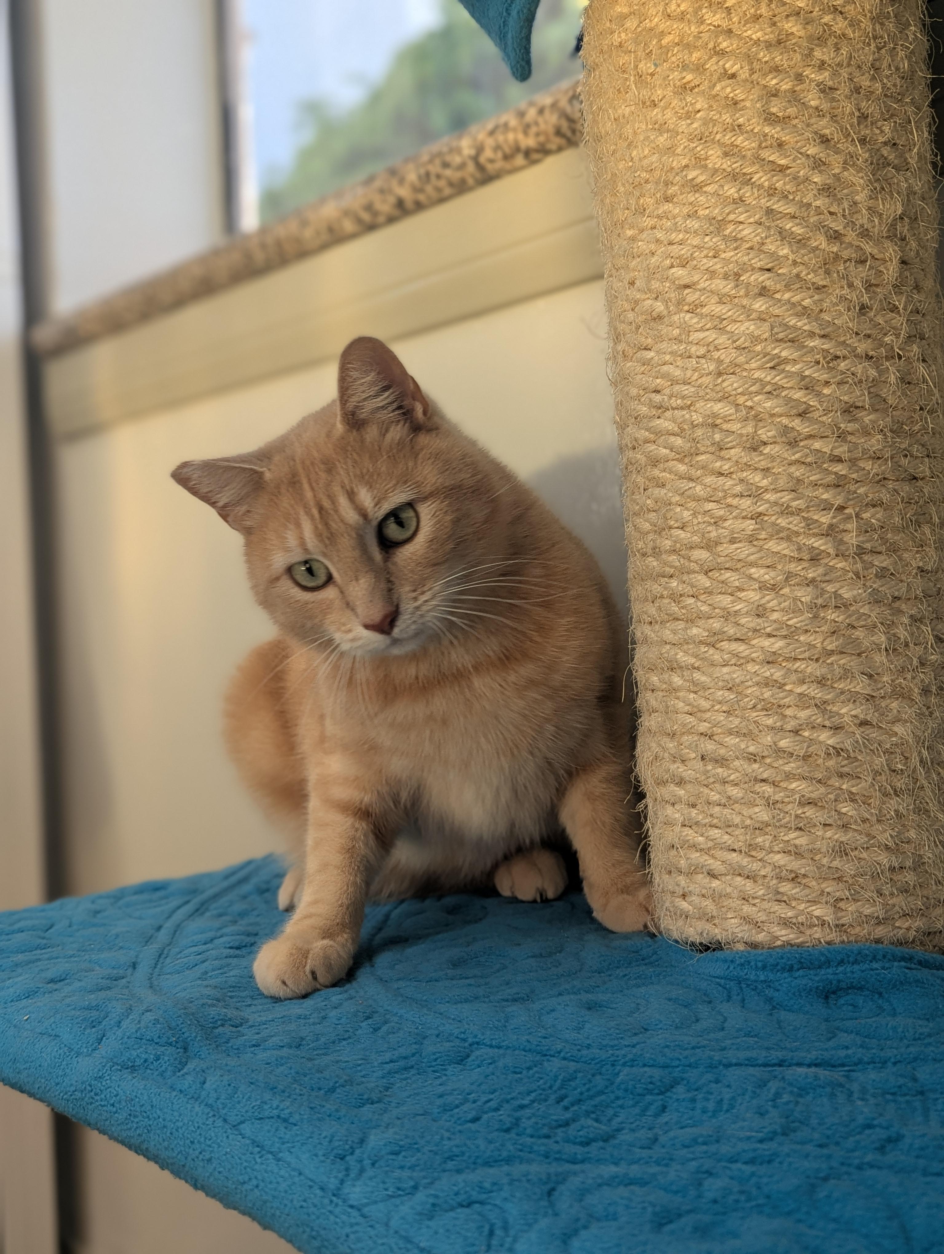 Enlarge Leo, a ADOPTABLE mixed breed in Hermosa Beach, CA image 6/6