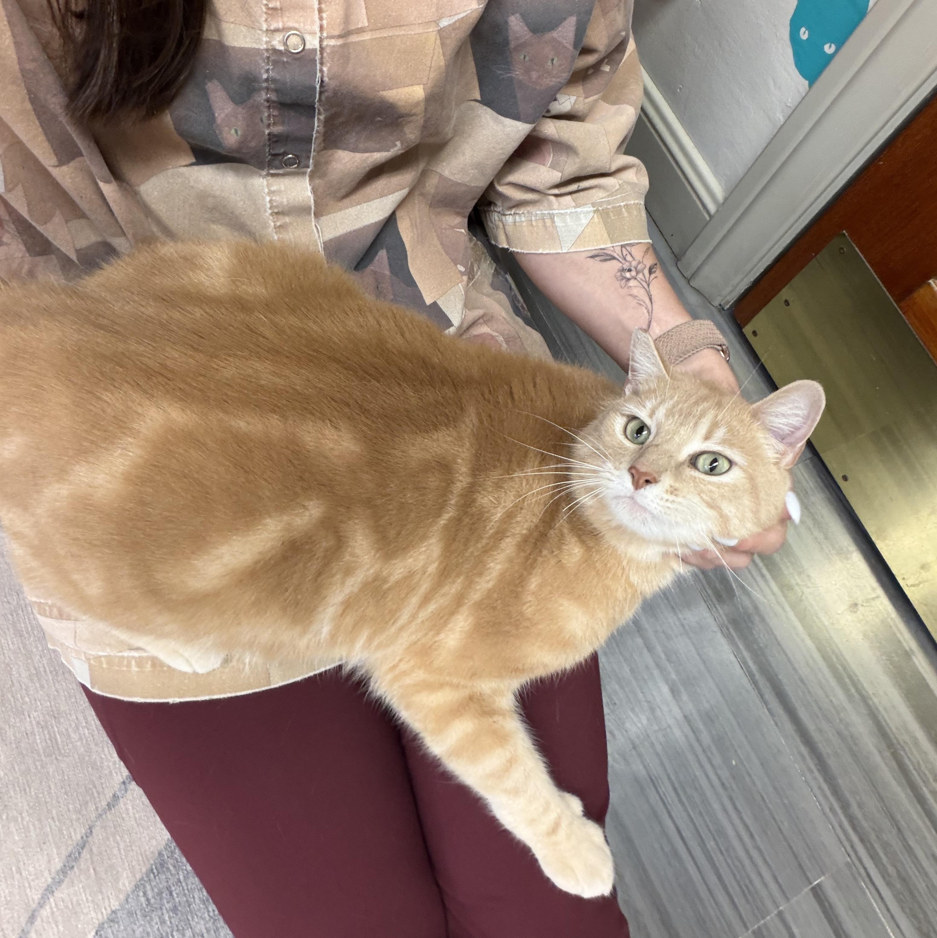 Enlarge Leo, a ADOPTABLE mixed breed in Hermosa Beach, CA image 5/6