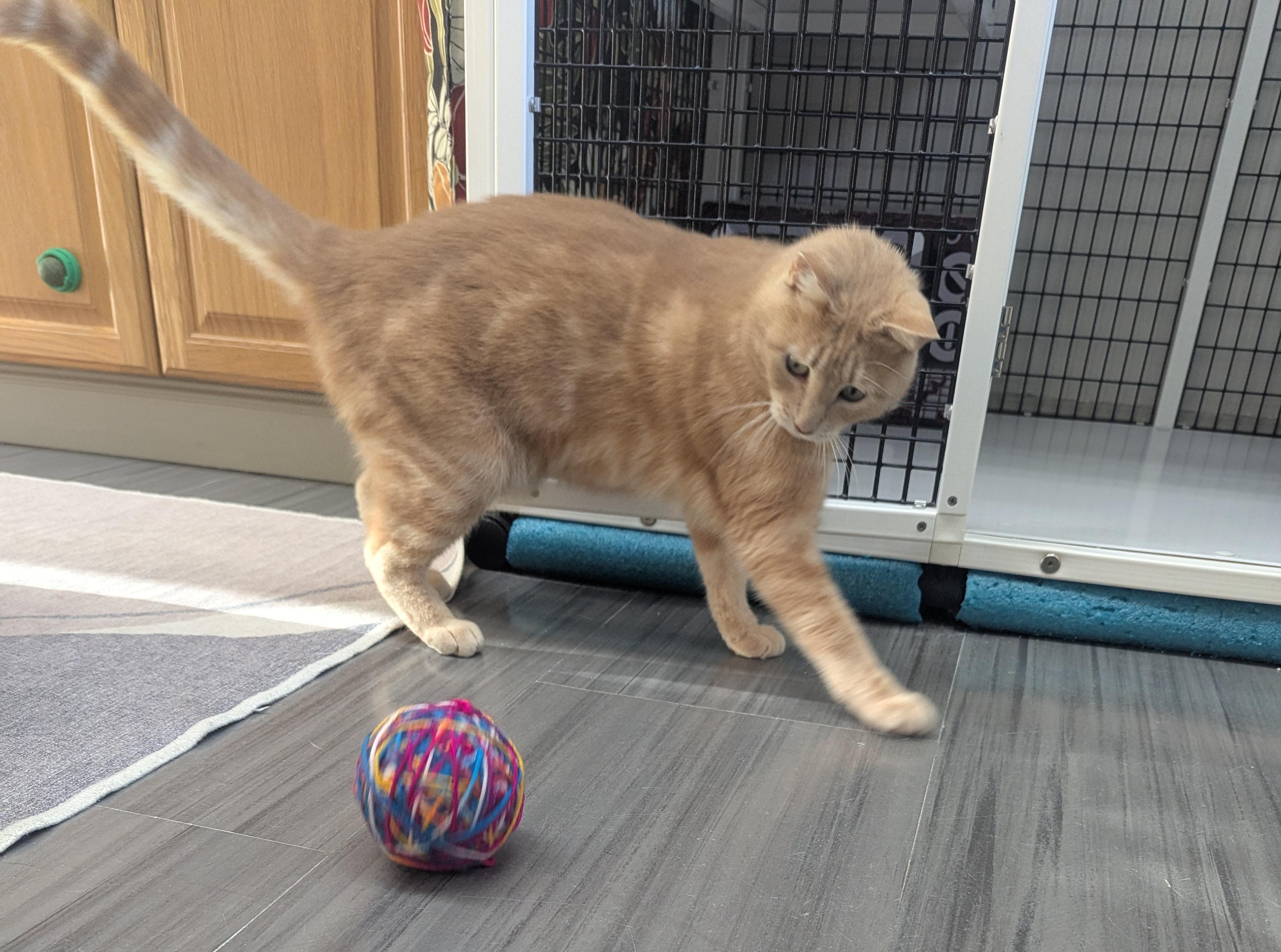 Enlarge Leo, a ADOPTABLE mixed breed in Hermosa Beach, CA image 3/6