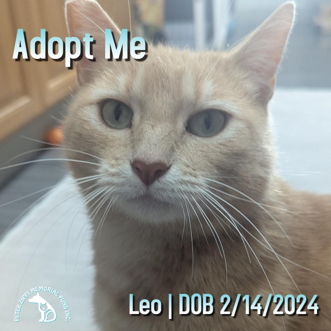 Enlarge Leo, a ADOPTABLE mixed breed in Hermosa Beach, CA image 1/6