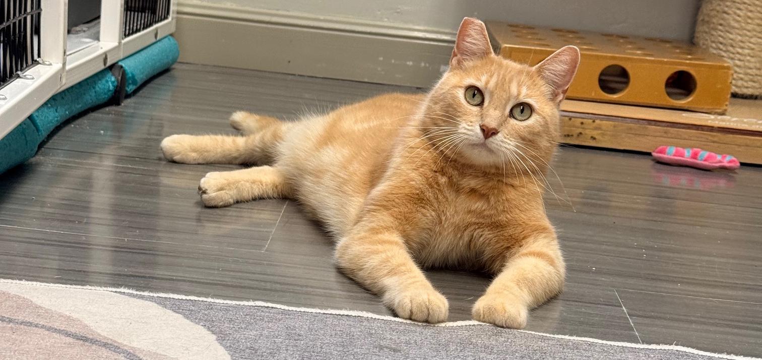 Enlarge Leo, a ADOPTABLE mixed breed in Hermosa Beach, CA image 2/6