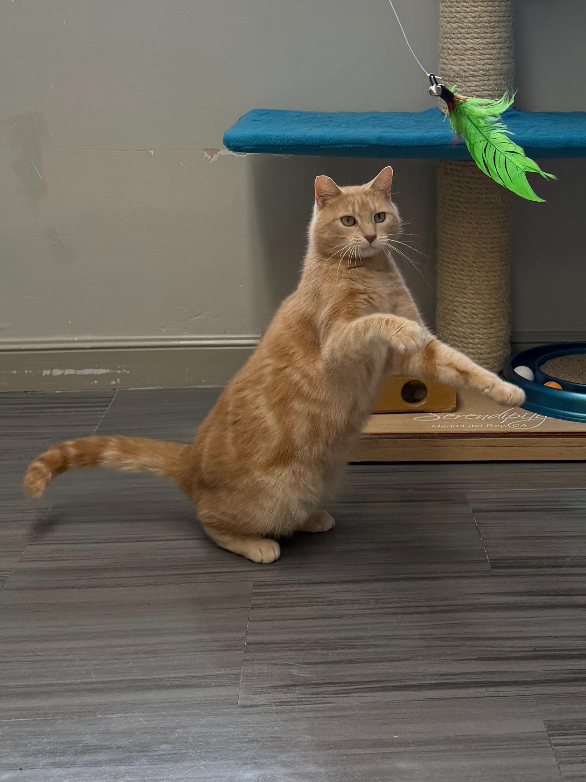 Enlarge Leo, a ADOPTABLE mixed breed in Hermosa Beach, CA image 4/6