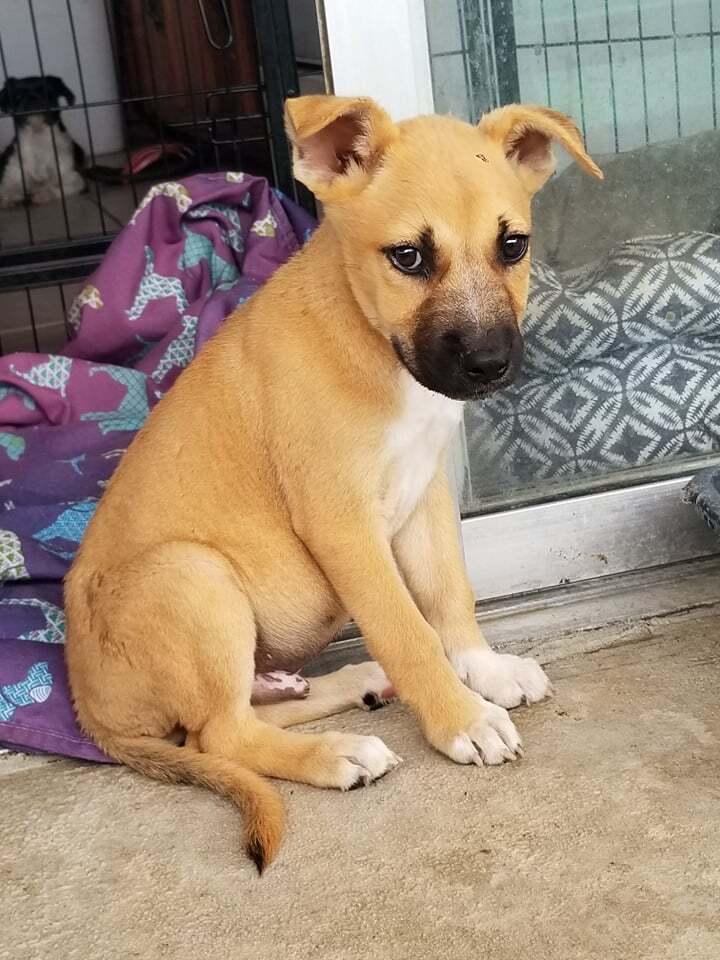 Enlarge Drax - light brown with black, a Adopted mixed breed in Mission Viejo, CA image 1/1