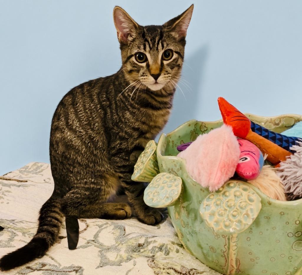 Enlarge Prince, a Adoptable Domestic Short Hair in Fort Myers, FL image 2/4