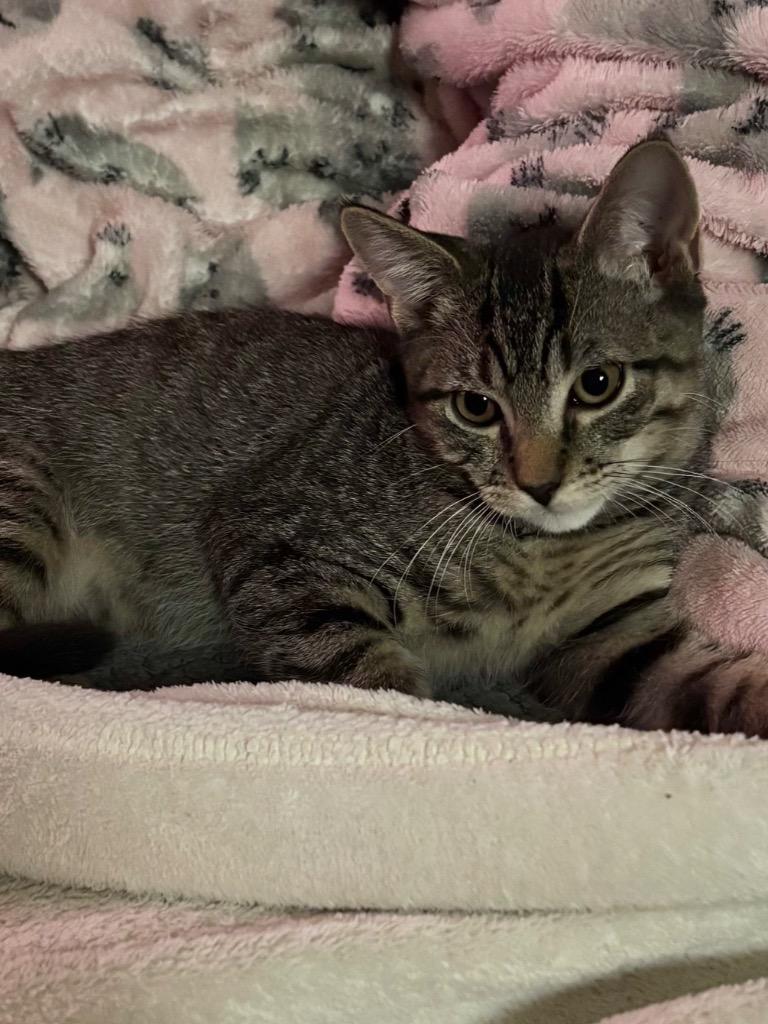 Enlarge Prince, a Adoptable Domestic Short Hair in Fort Myers, FL image 3/4