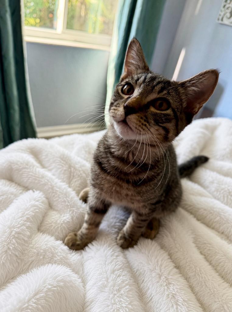 Enlarge Prince, a Adoptable Domestic Short Hair in Fort Myers, FL image 4/4