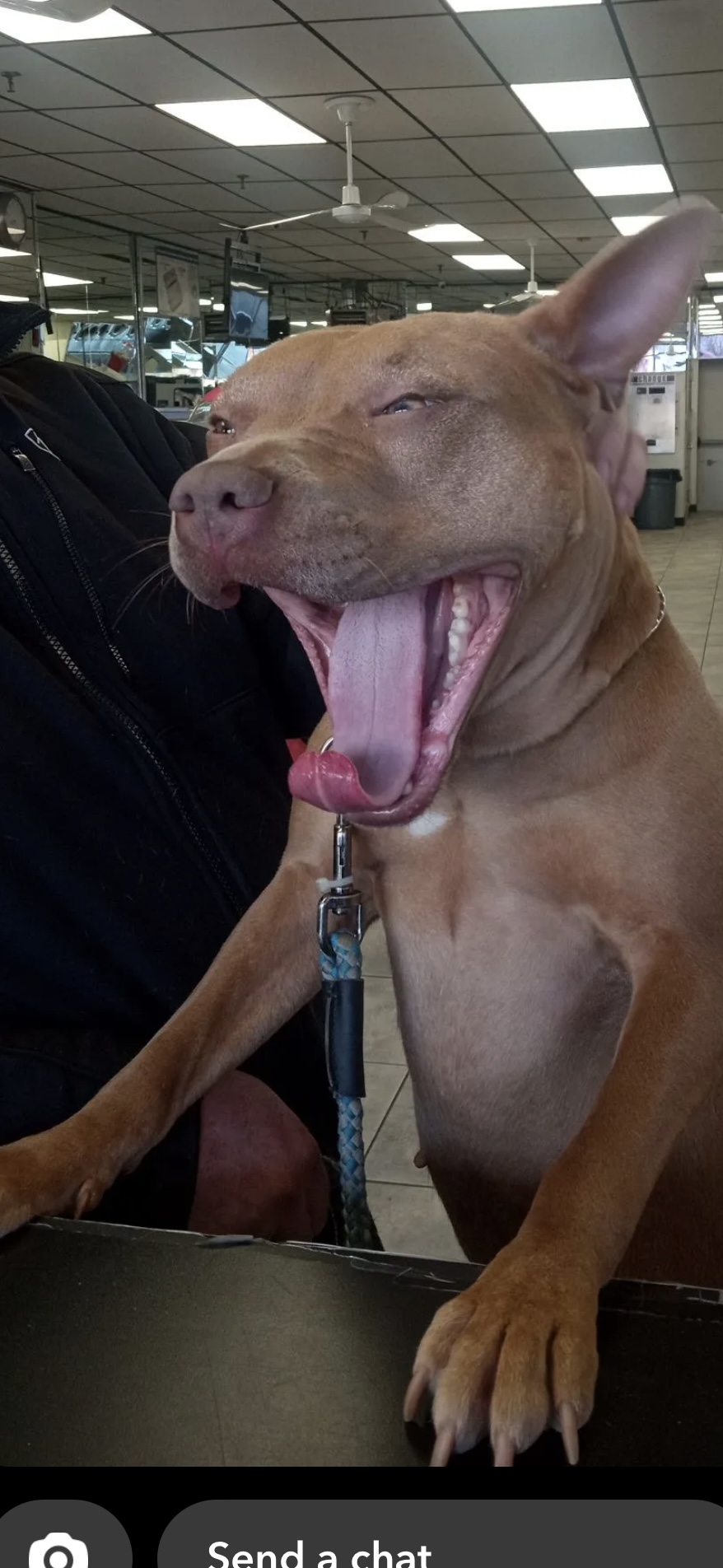 Reina, a Adoptable mixed breed in Whitestone, NY image 3/6