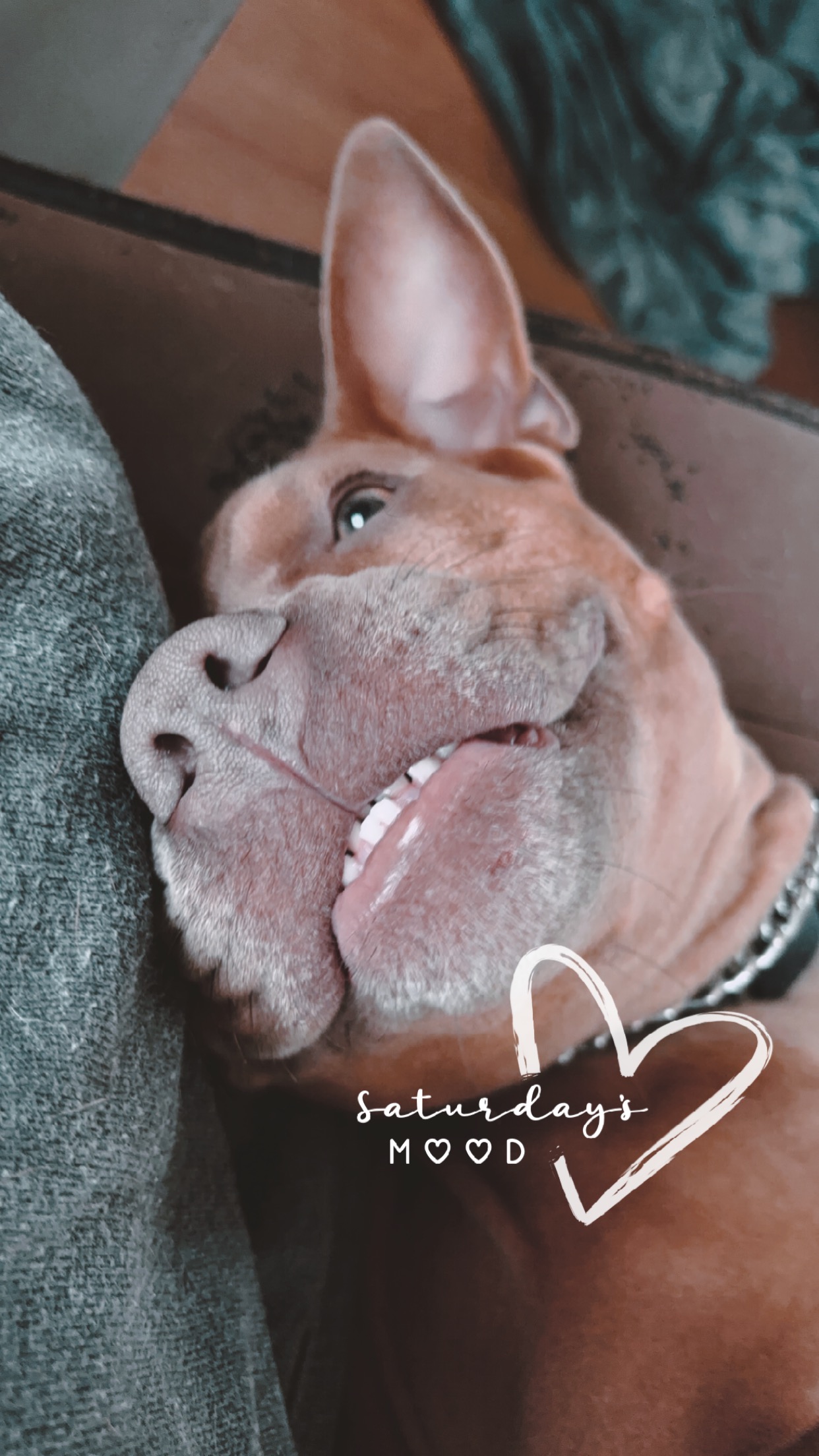 Reina, a Adoptable mixed breed in Whitestone, NY image 6/6