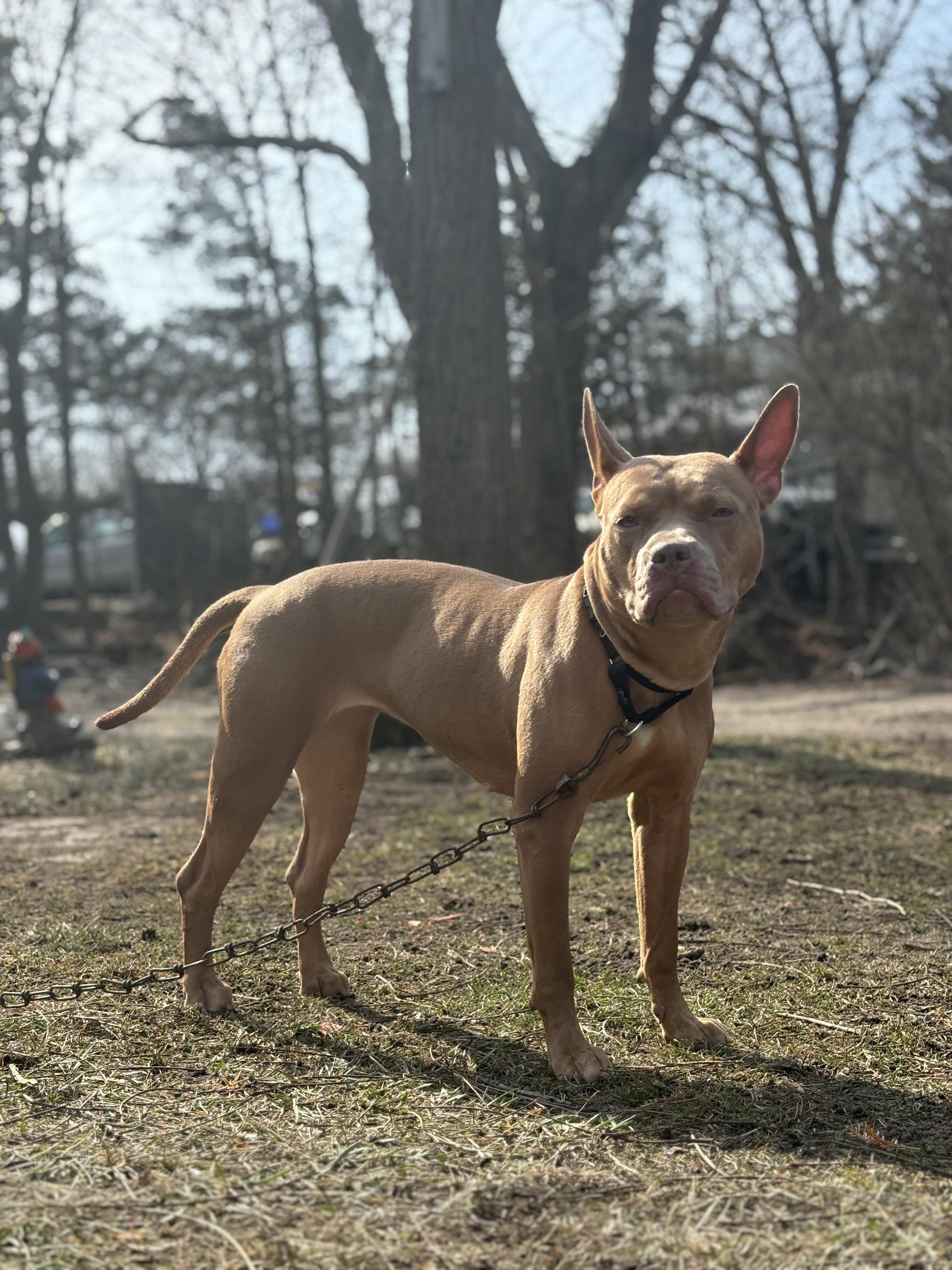 Reina, a Adoptable mixed breed in Whitestone, NY image 5/6