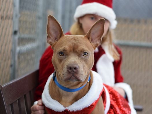 Reina, a Adoptable mixed breed in Whitestone, NY image 2/6