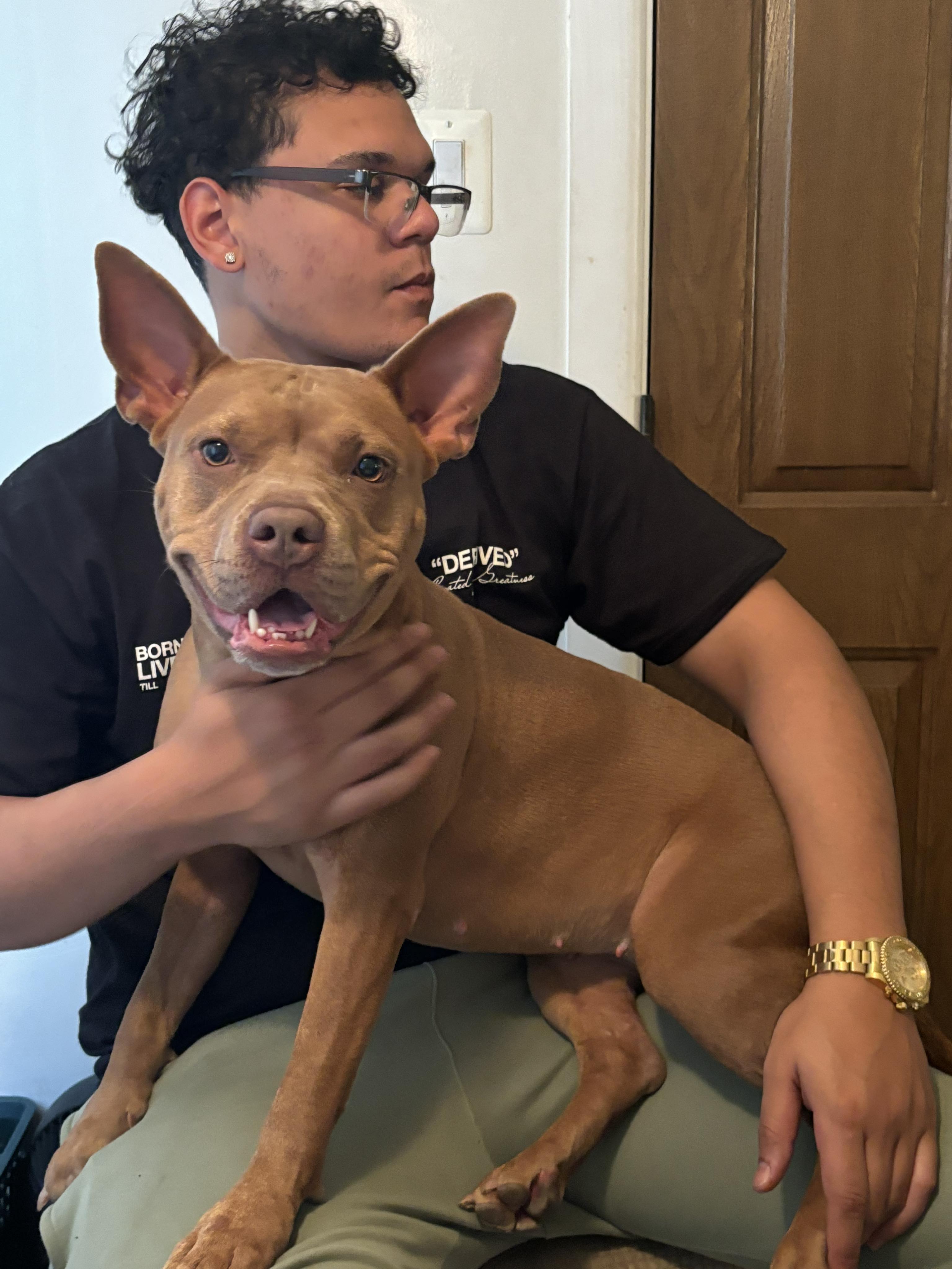 Reina, Adoptable, Adult Female American Staffordshire Terrier.