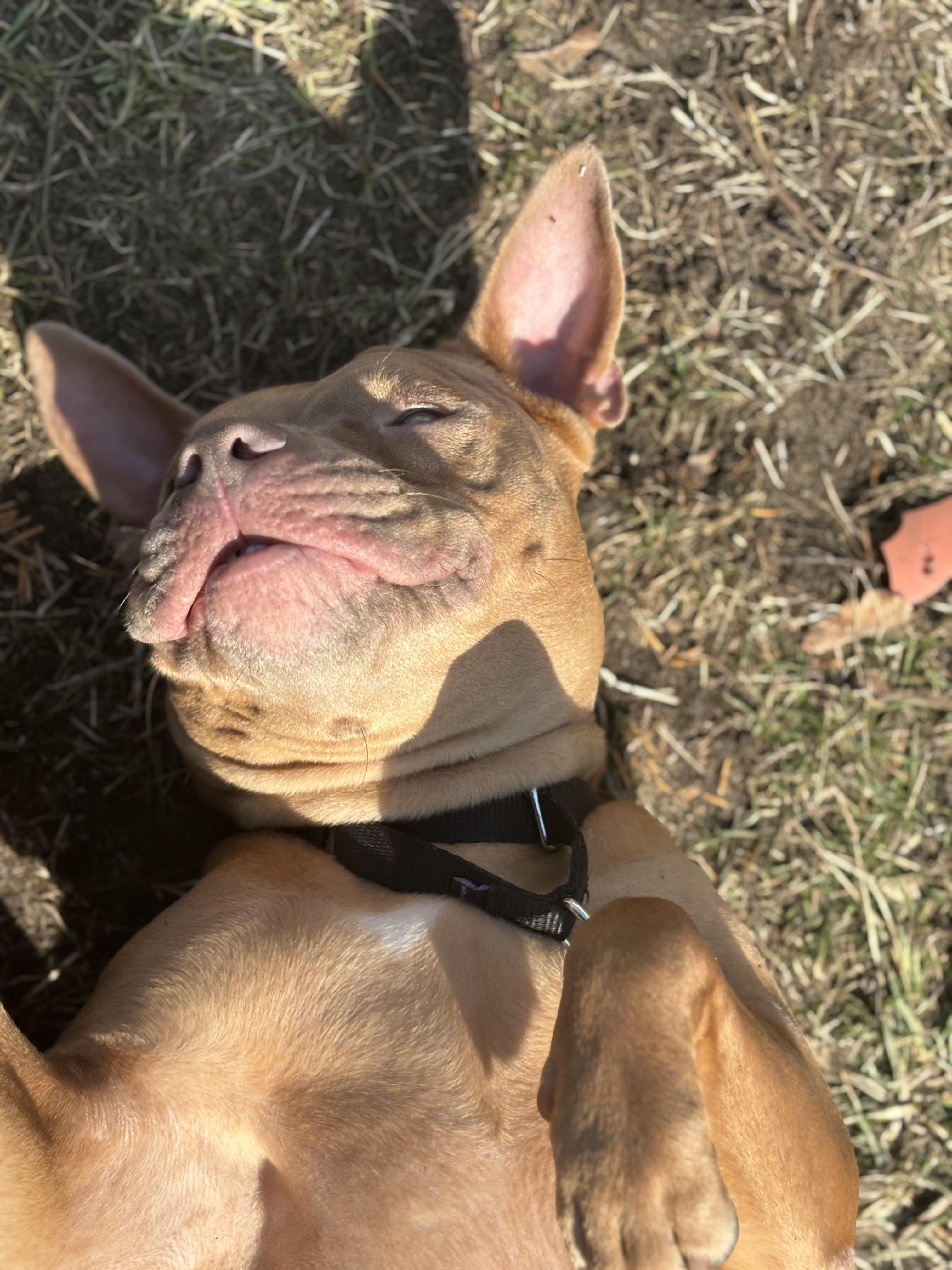 Reina, a Adoptable mixed breed in Whitestone, NY image 4/6