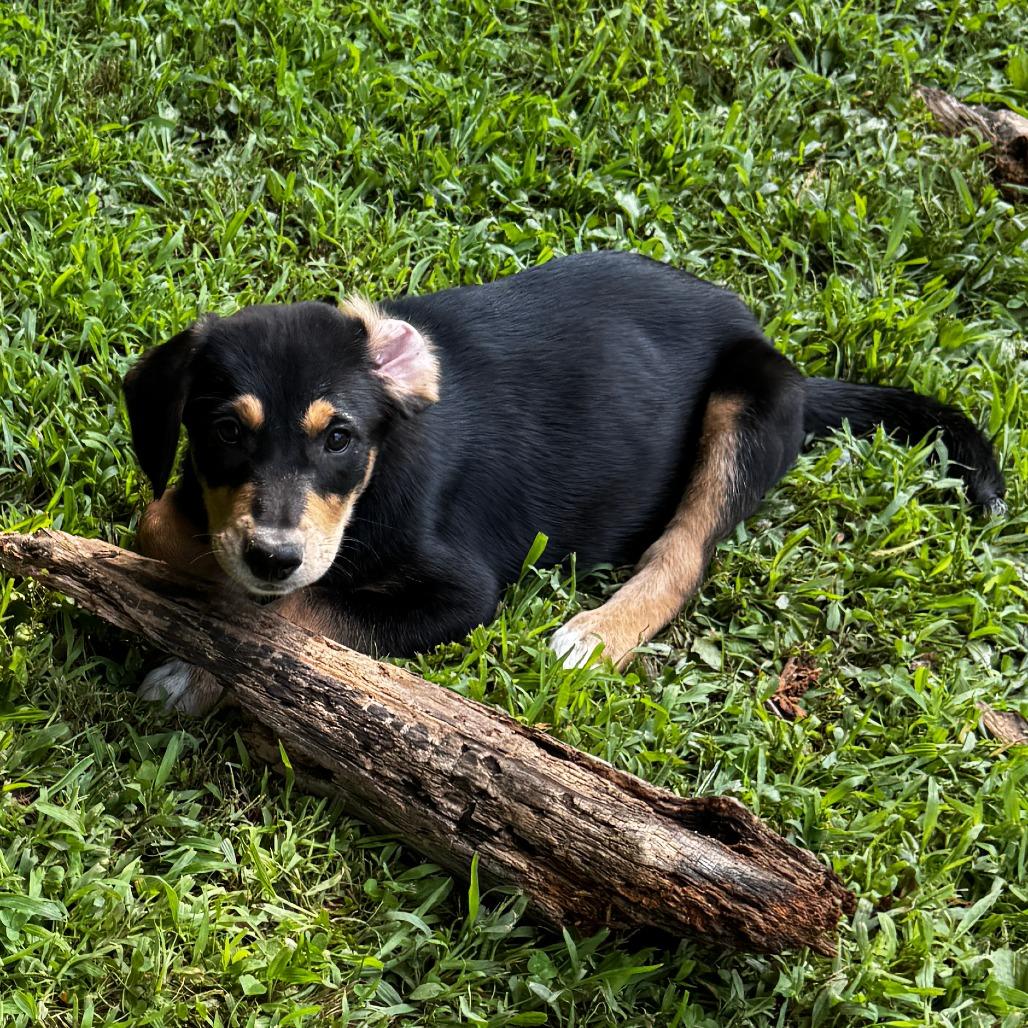 NY Jeremy (Foster in Mahopac NY), Adoptable, Puppy Male Mixed Breed.
