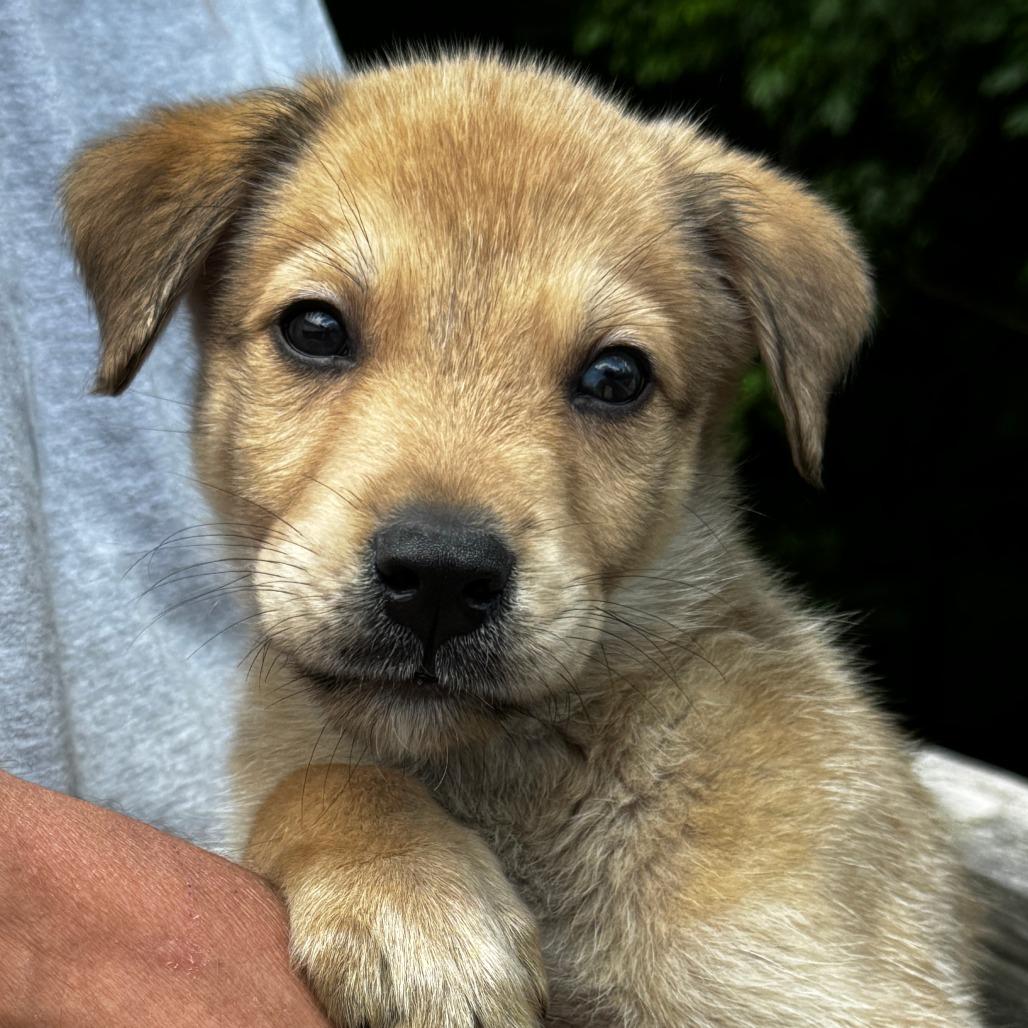 NY George Avail Jun 13 (Choice Pet carmel), Adoptable, Puppy Male Labrador Retriever & Shepherd.