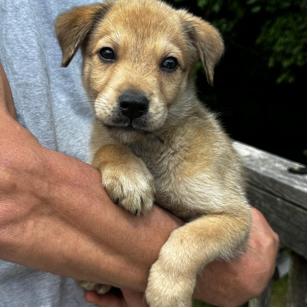 NY George Avail Jun 13 (Choice Pet carmel), a Adoptable mixed breed in Stormville, NY image 2/2