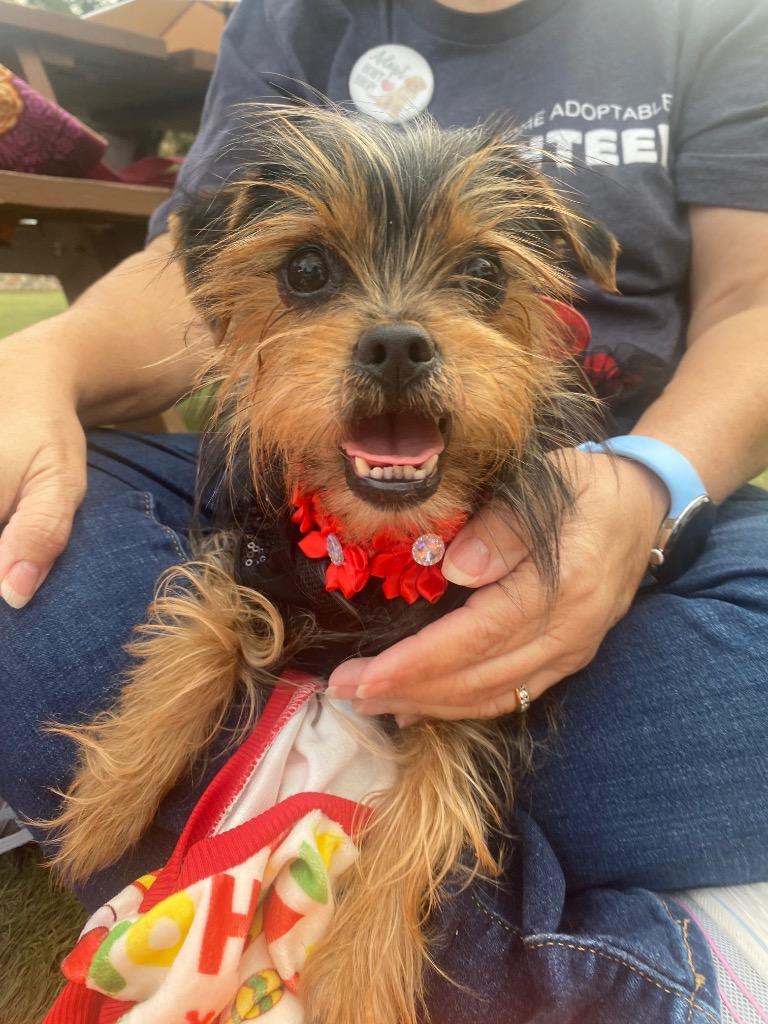 Enlarge Stevie, a Adoptable mixed breed in Bryan, TX image 1/6